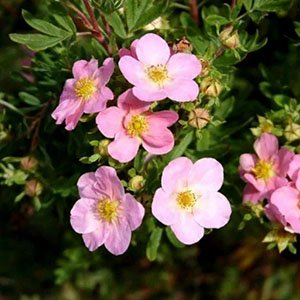 Лапчатка кустарниковая "Pink Whisper"