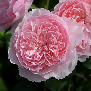 Роза "Wisley 2008"