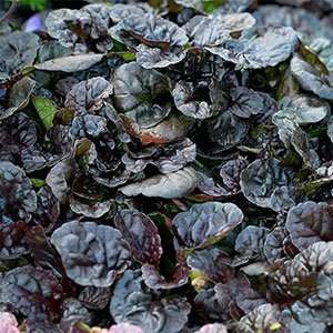 Живучка ползучая "Black Scallop"