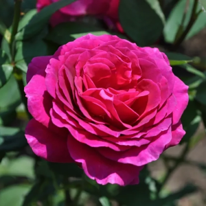 Роза "Big Purple"