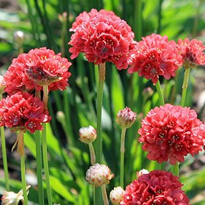 Армерия красивая "Ballerina Red"
