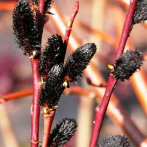 Ива тонкостолбиковая "Melanostachys"