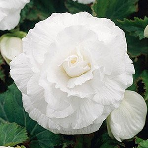 Бегония "White"