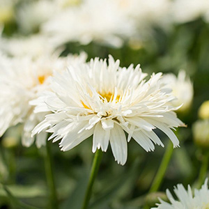 Нивяник гибридный "Sweet Daisy Rebecca"