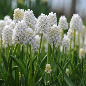 Мускари армянский "White Magic"