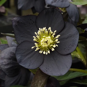 Морозник анемоновидный "Black"