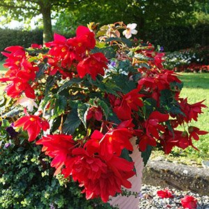 Бегония "Pendula Red"