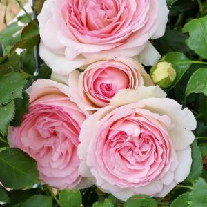 Роза "Pierre de Ronsard / Eden Rose 85"