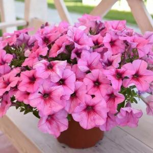 Петуния "EASY WAVE Pink Passion"
