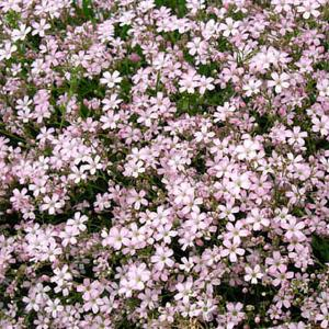 Гипсофила тихоокеанская "Pink"