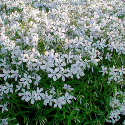 Флокс растопыренный "White Perfume"