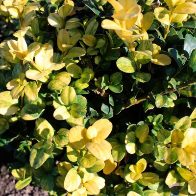 Самшит вечнозеленый "Aureovariegata"