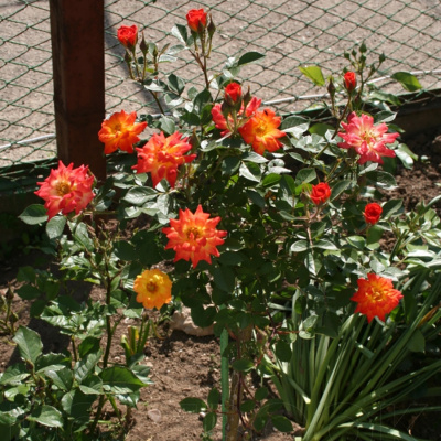 Роза "Colibri"