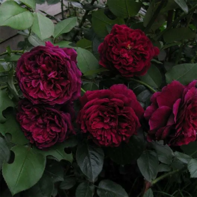 Роза "The Prince"