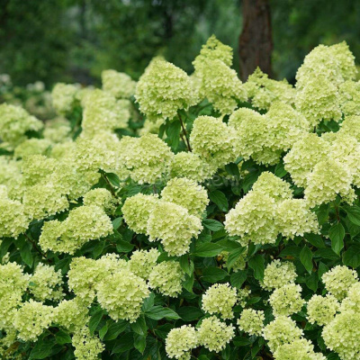 Гортензия метельчатая "Little Lime"