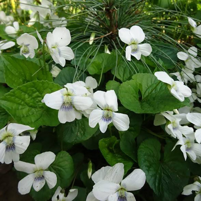 Виола (фиалка) сестринская "Albiflora"