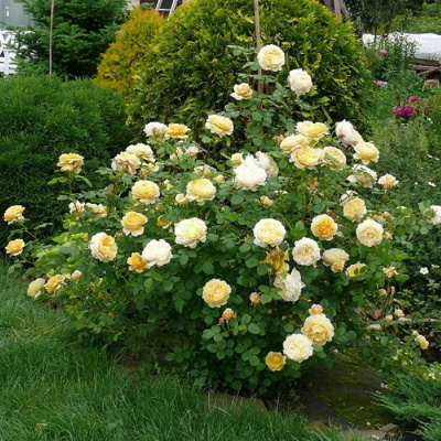 Роза "Charles Darwin"