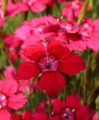 Гвоздика травянка "Brilliant Red"