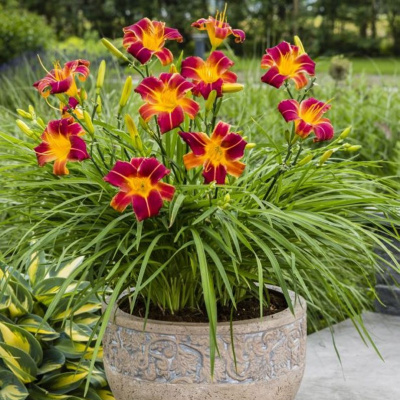 Лилейник "EveryDaylily Red Rib"
