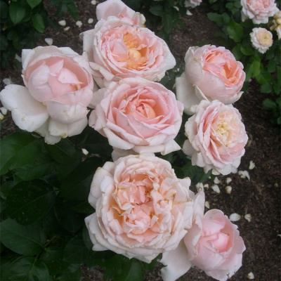 Роза "Andre le Notre"
