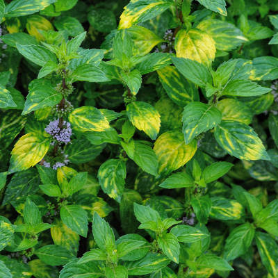Мята имбирная (Ginger Mint)