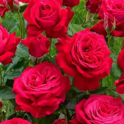Роза "Dame de Coeur"