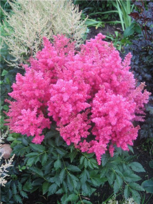 Астильба гибридная "Fireberry"