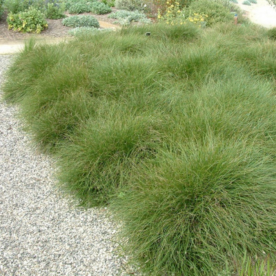 Осока власовидная "Phoenix Green"
