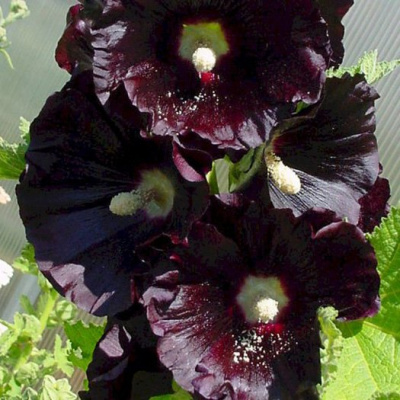 Мальва розовая "Jet Black"