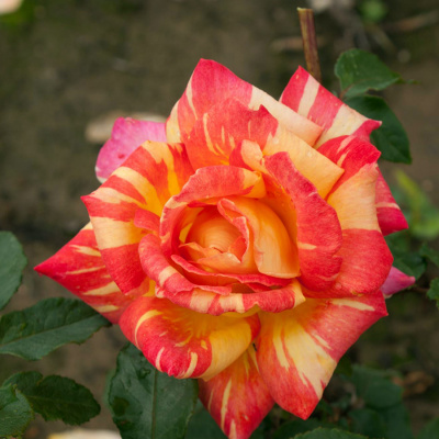 Роза "Caribia"