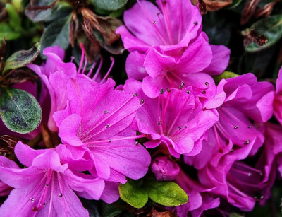 Рододендрон тупой "Geisha Purple"