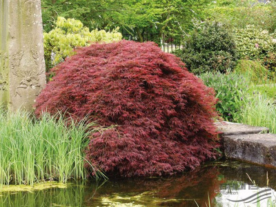 Клен японский "Atropurpureum"