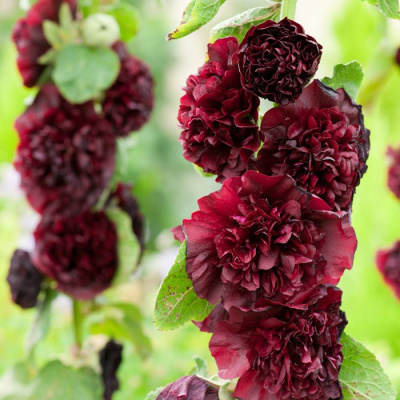 Мальва розовая "Blackberry"