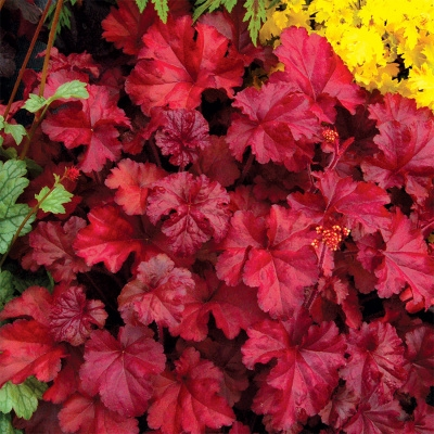 Гейхера "Fire Chief"