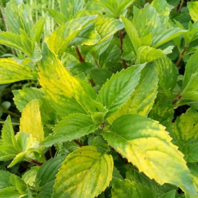 Мята имбирная (Ginger Mint)