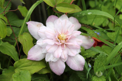 Клематис "Innocent Blush"