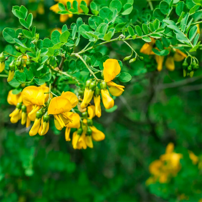 Карагана древовидная