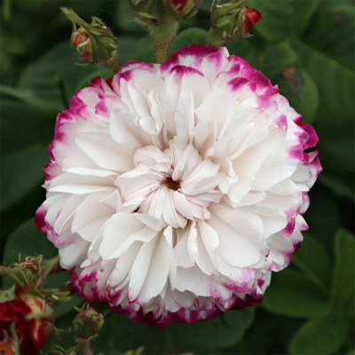 Роза "Leda / Painted Damask"
