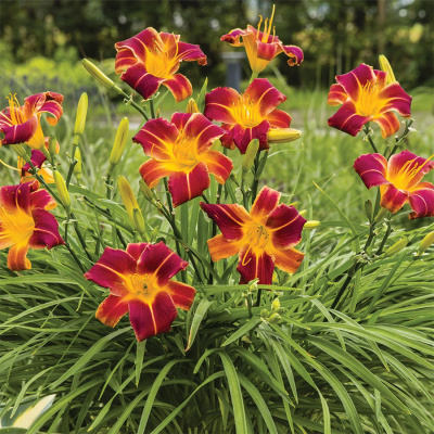 Лилейник "EveryDaylily Red Rib"