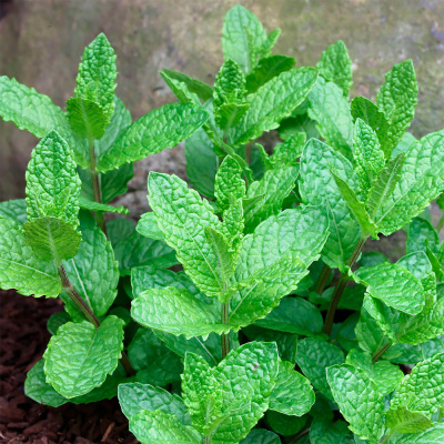 Мята "Japanische Mojito Minze"