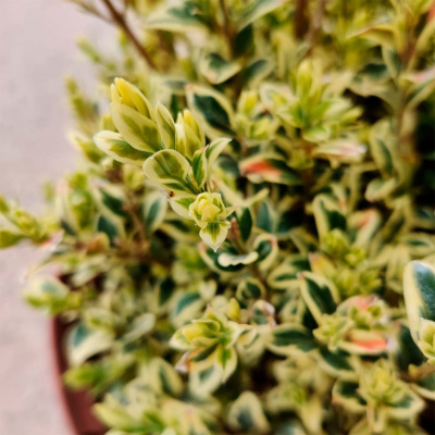 Самшит вечнозеленый "Aureovariegata"