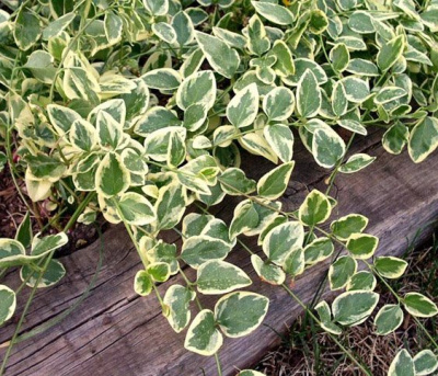 Барвинок большой "Variegata"