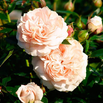 Роза "Garden of Roses"