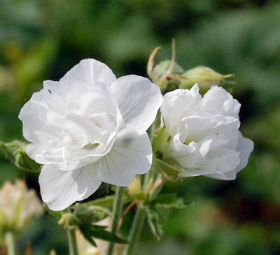 Герань луговая "Laura"