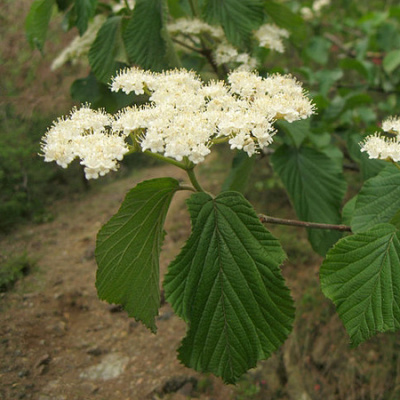 Калина расширенная (липовая)