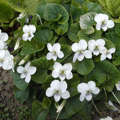 Виола (фиалка) сестринская "Albiflora"
