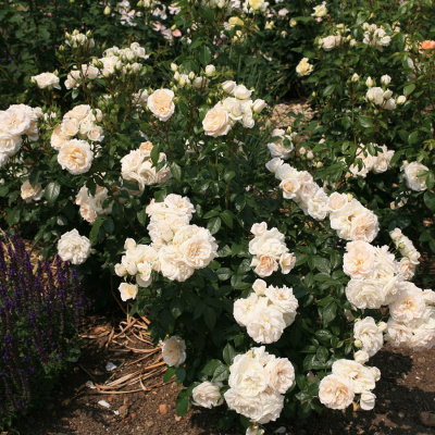 Роза "Lions Rose"