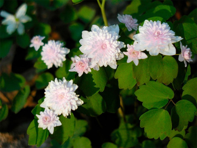 Анемонелла василистниковая "Shoaff's Double Pink"
