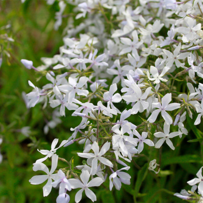 Флокс растопыренный "White Perfume"