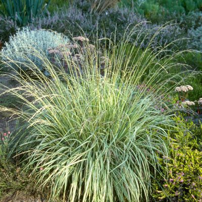 Молиния голубая "Variegata"